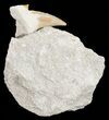 Otodus Shark Tooth Fossil In Rock - Eocene #56423-2